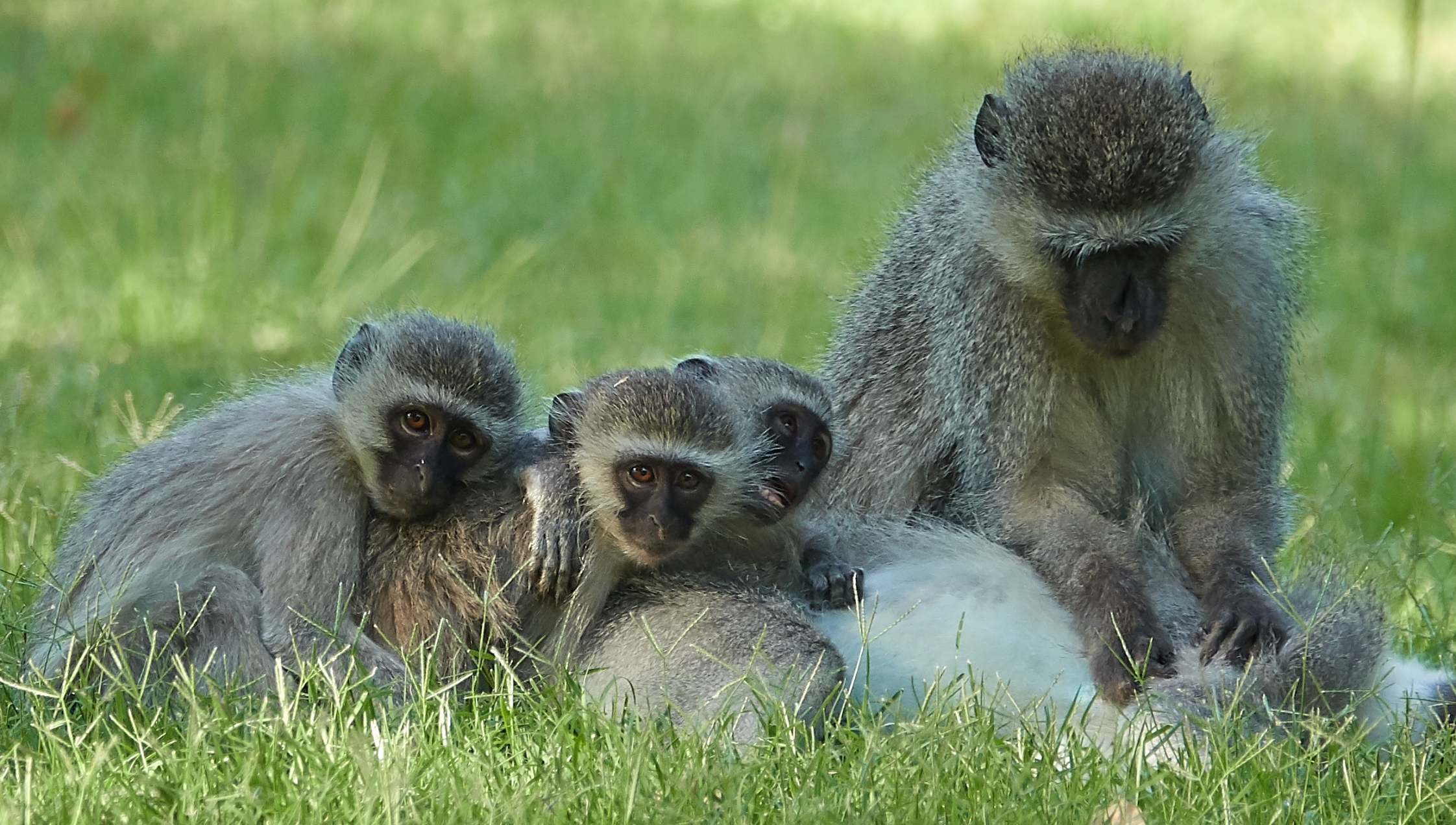 Bambelela Wildlife Care & Vervet Monkey Rehabilitation